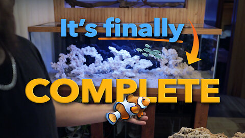 Reef Tank Build Series - Part 3 | Rock Structure and Adding Fish!