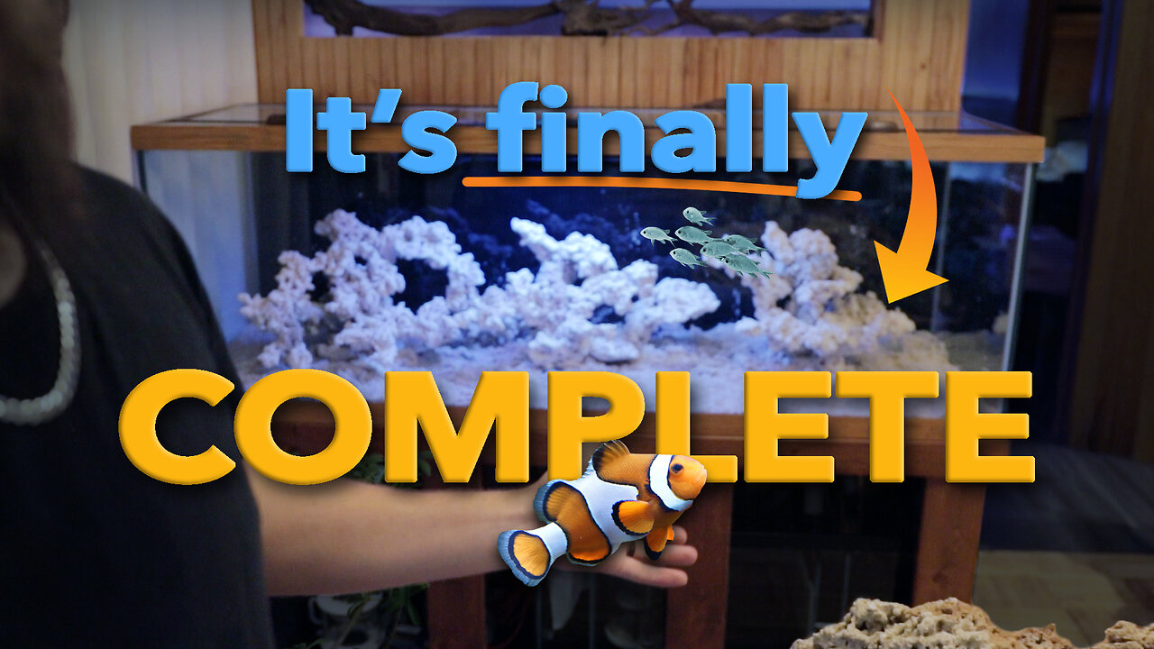 Reef Tank Build Series - Part 3 | Rock Structure and Adding Fish!