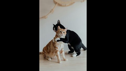 Funny Cat Moments That Will Make You Laugh Nonstop! 😂🐱