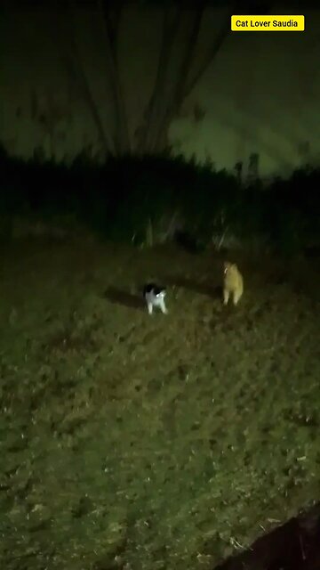 Two cats are fighting.