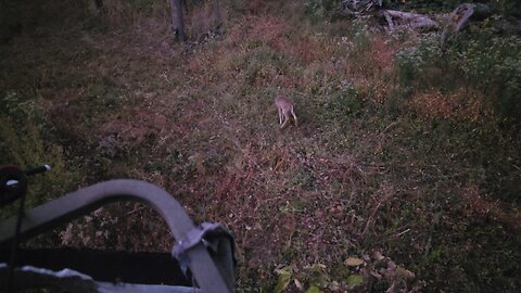 Funny! Little deer won't leave my deer stand.