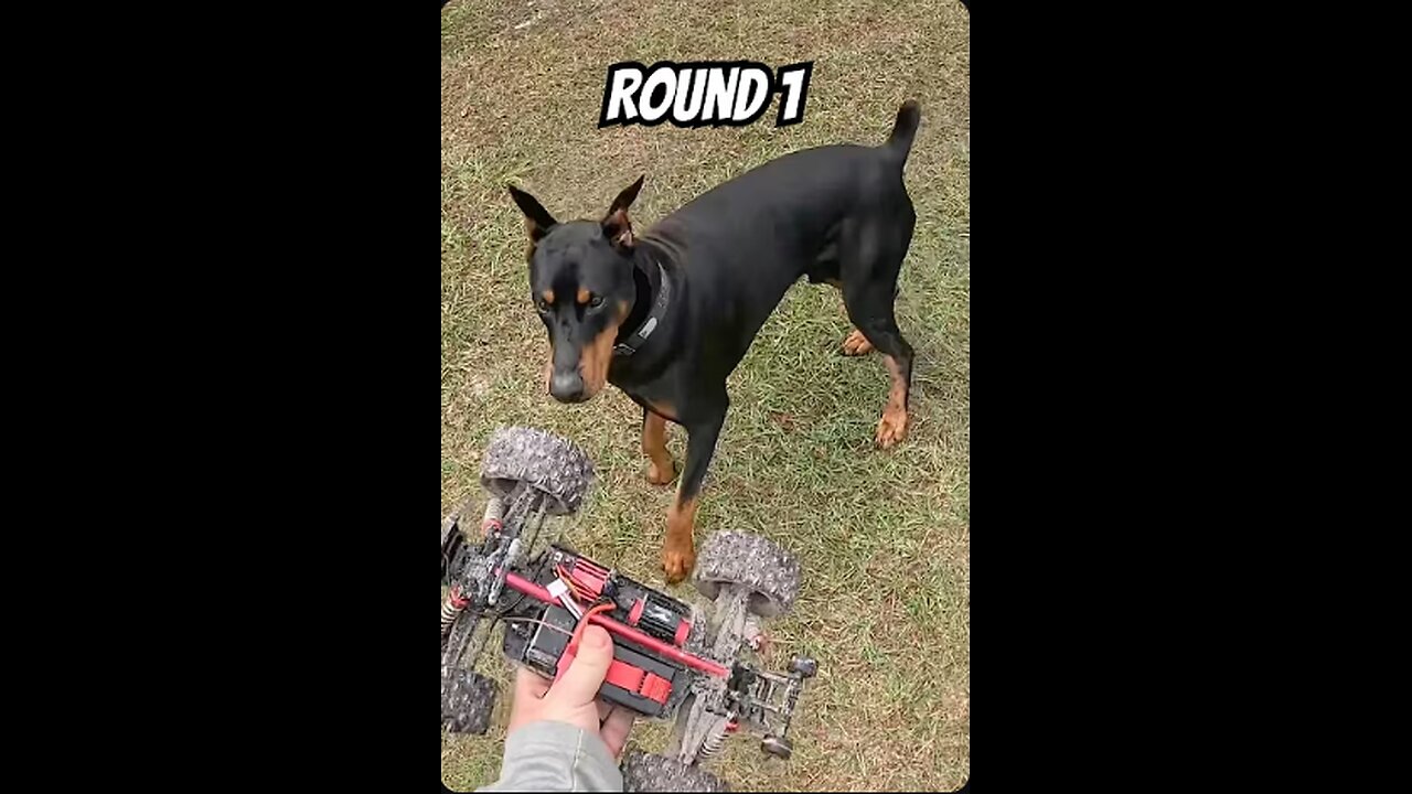Doberman RC Chase Setup Goofiness Part 1/5 | Vader Gets Hyped Early 😂🐾