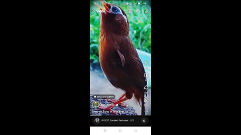 😍different birds cute sound👌🥰