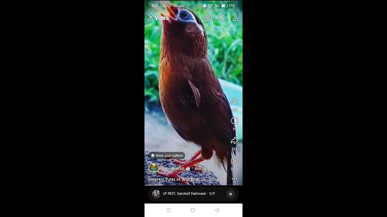 😍different birds cute sound👌🥰