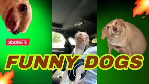 🐶FUNNY DOGS🐶 🔥Video compilation🔥