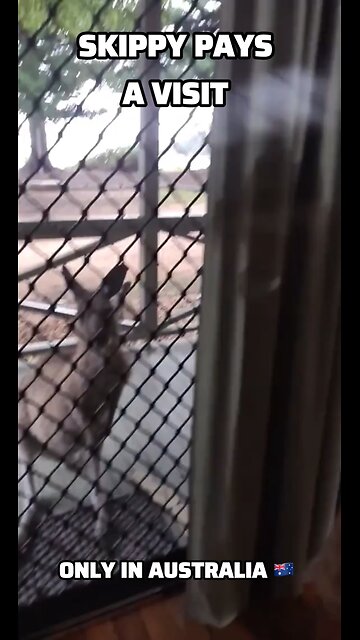 Kangaroo diaries only in Australia 🇦🇺