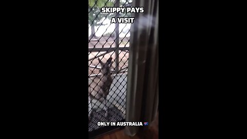 Kangaroo diaries only in Australia 🇦🇺
