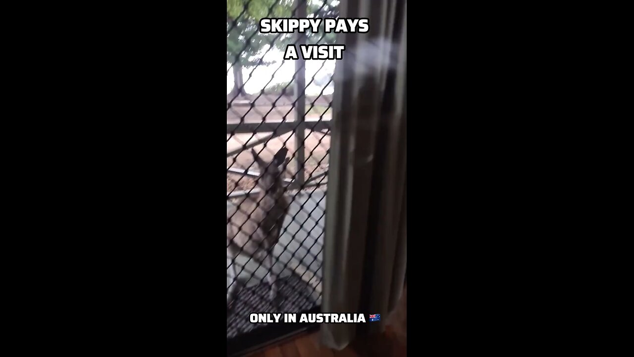 Kangaroo diaries only in Australia 🇦🇺