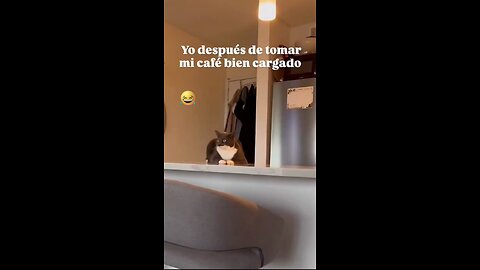 El Gato viral lo mas visto en las redes