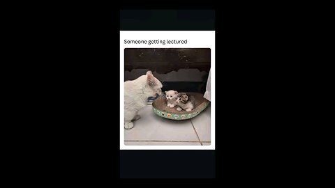 “When Life Gives You Funny Mood | Ultimate Meme Shorts”