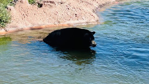 The bears enjoyed swimming in their little swimming pool