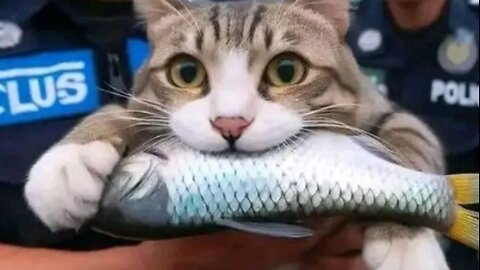 Funny animals