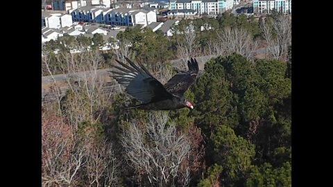 🦅 Tchaikovsky - Pas De Deux (The Nutcracker) 🦅