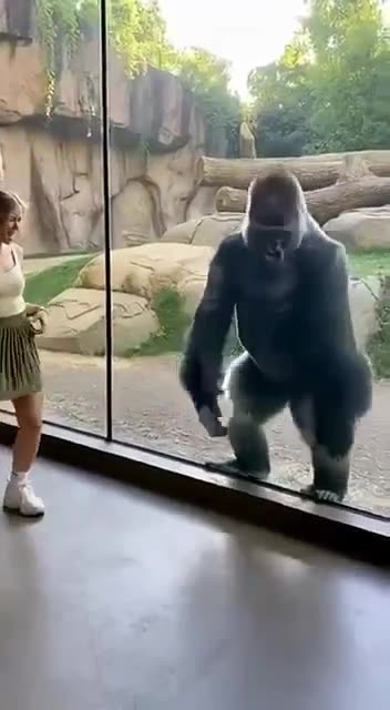 Gorilla Dance