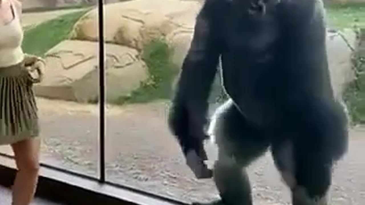 Gorilla Dance