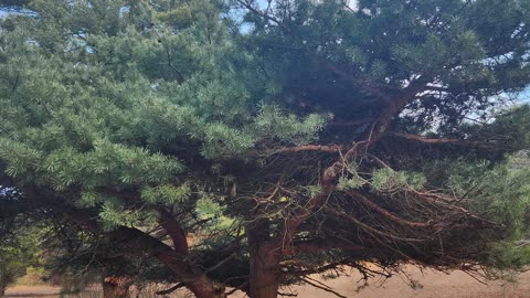 It's Alright (Noah Gundersen Cover)