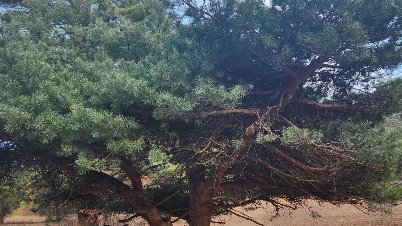 It's Alright (Noah Gundersen Cover)