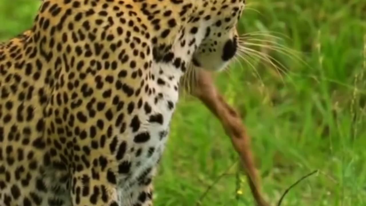 Leopard vs