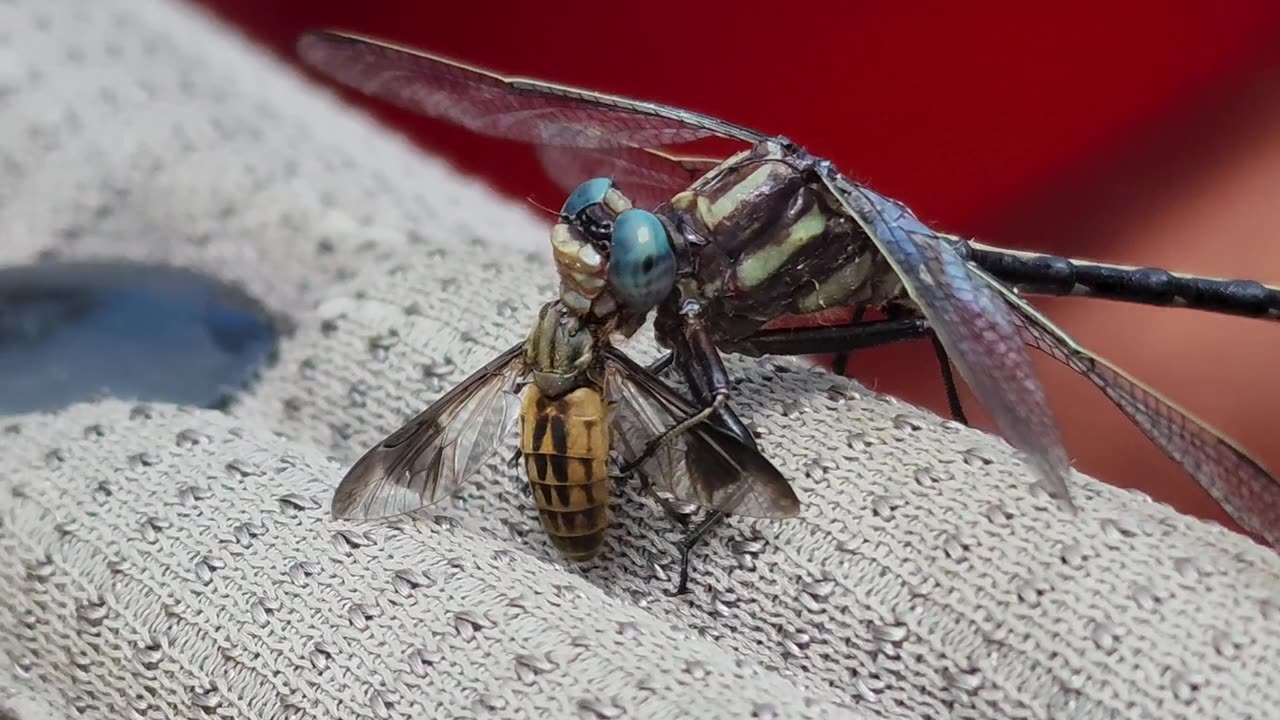 🤯🦇 This Little Guy Snatches a Deer Fly Right Out of the Sky! | FeedMyCuriosity