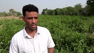 The journey of Yemen's Arabian jasmine, from fields to wedding halls