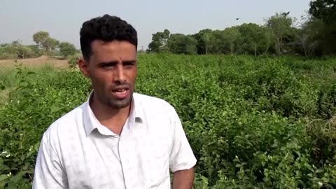 The journey of Yemen's Arabian jasmine, from fields to wedding halls