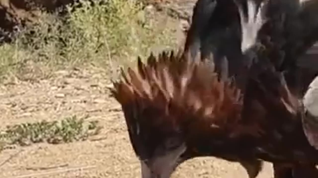 🤯🦖 Did a Winged Dinosaur Use Tools? Unbelievable Fossil Discovery! | FeedMyCuriosity