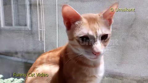 Funny Cats 143 Playing And Sleeping