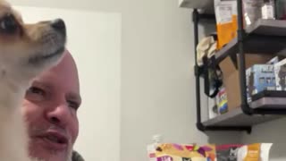 Tiny Dog Protects Big Guy - Hilarious Size Discrepancy!