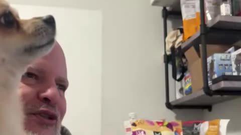 Tiny Dog Protects Big Guy - Hilarious Size Discrepancy!