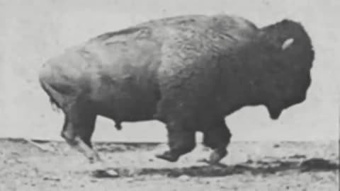 Buffalo Running (1883 Short Silent film)