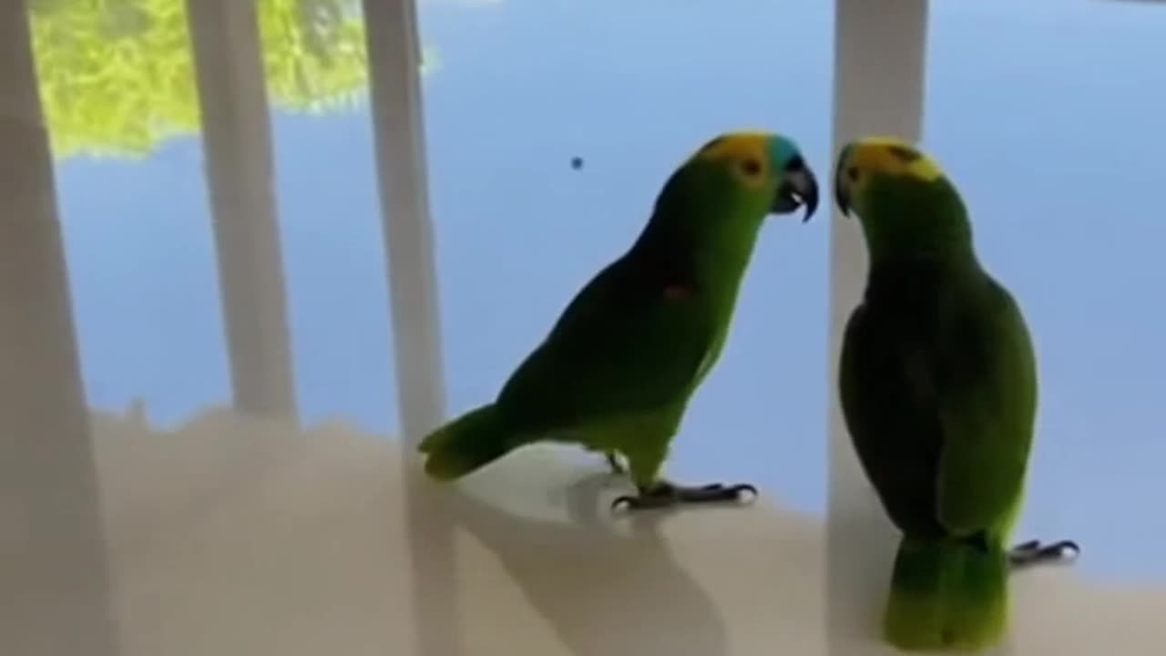 Very Clever Parrot Talking to Its Owner, Amazing!