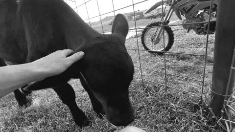 What a sweet baby calf. cartercountrymeats.com