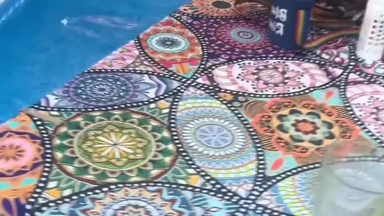 Funny dog and cat💯😀😀😀