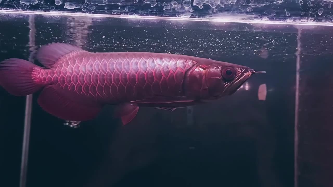 【龍爵士】綠金剛 27公分