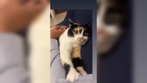 New Funny Cat Video 2025
