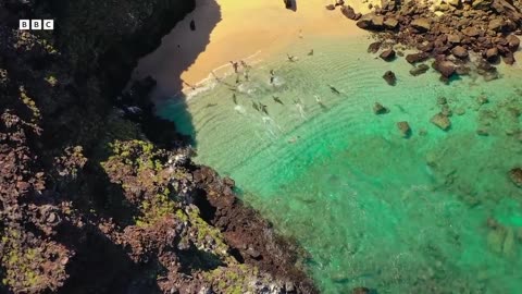 ‎Sea Lions Use This Hidden Cove to Ambush Prey | 4K UHD | BBC Earth