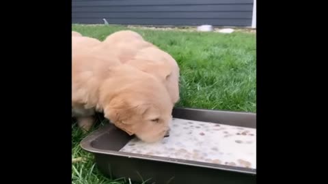 Little dog playing and food eating very cyut moments video