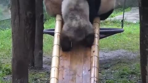 Funny cats and animals videos