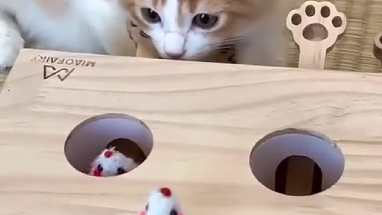 Funny Cat