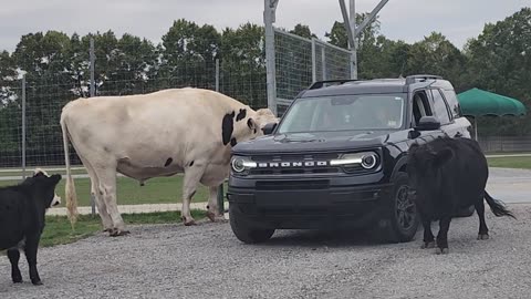 Giant Cow Takes Food Bucket