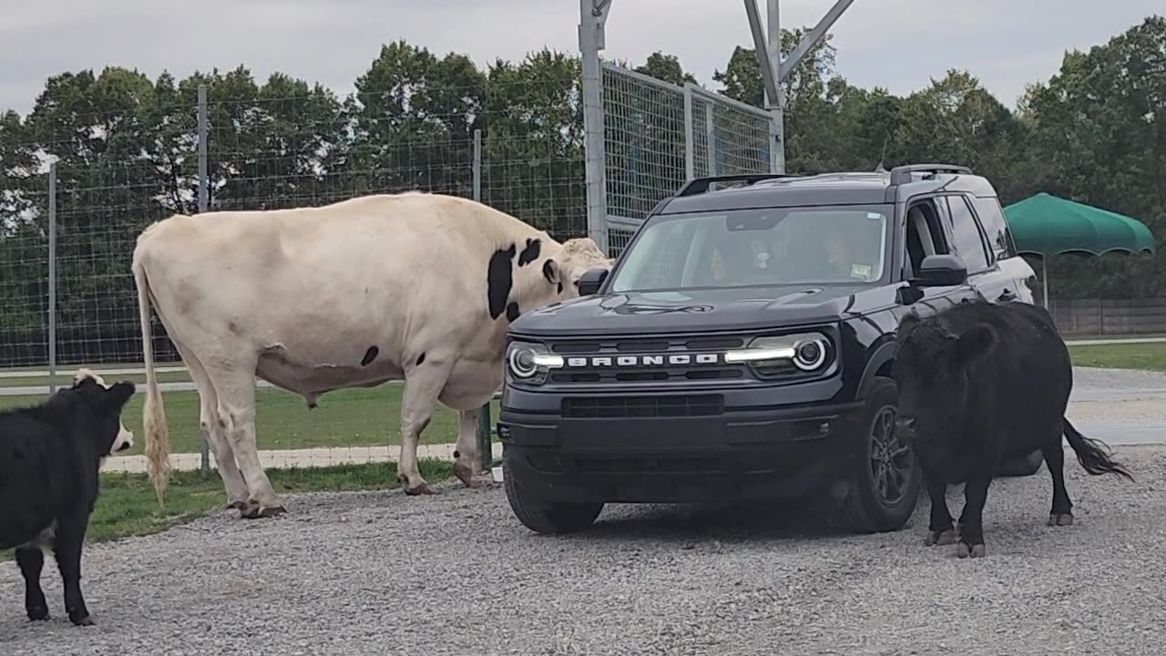 Giant Cow Takes Food Bucket