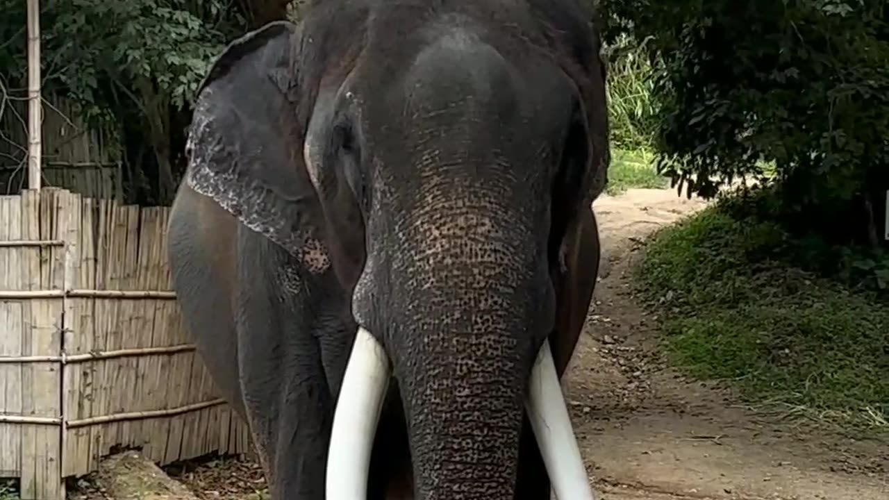 Elephant video #animal