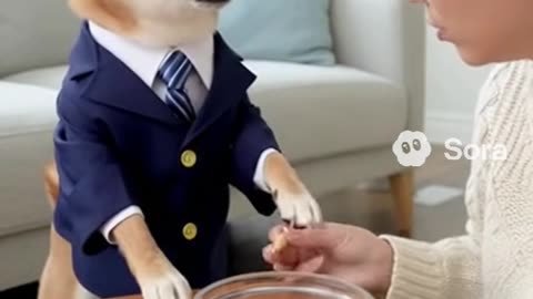 Dog in Business Suit Negotiates for More Treats! 🐶💼