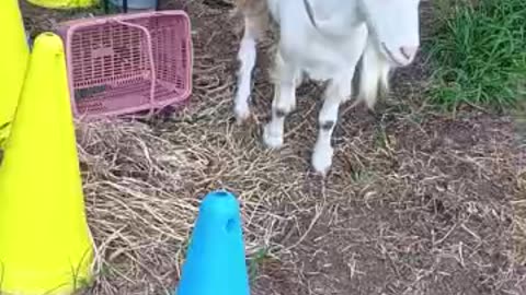 またげっぷをする山羊さん