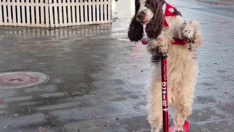 Bonnie the Reindeer Dog Scootering Through Town