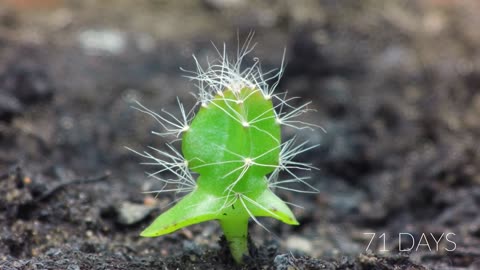 Growing DRAGON FRUIT CACTUS Time Lapse