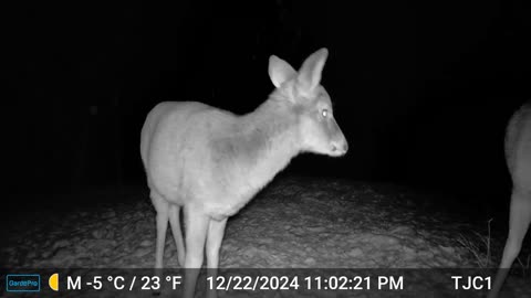 2 Deer Investigating camera