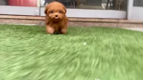 Baby Puppy Running