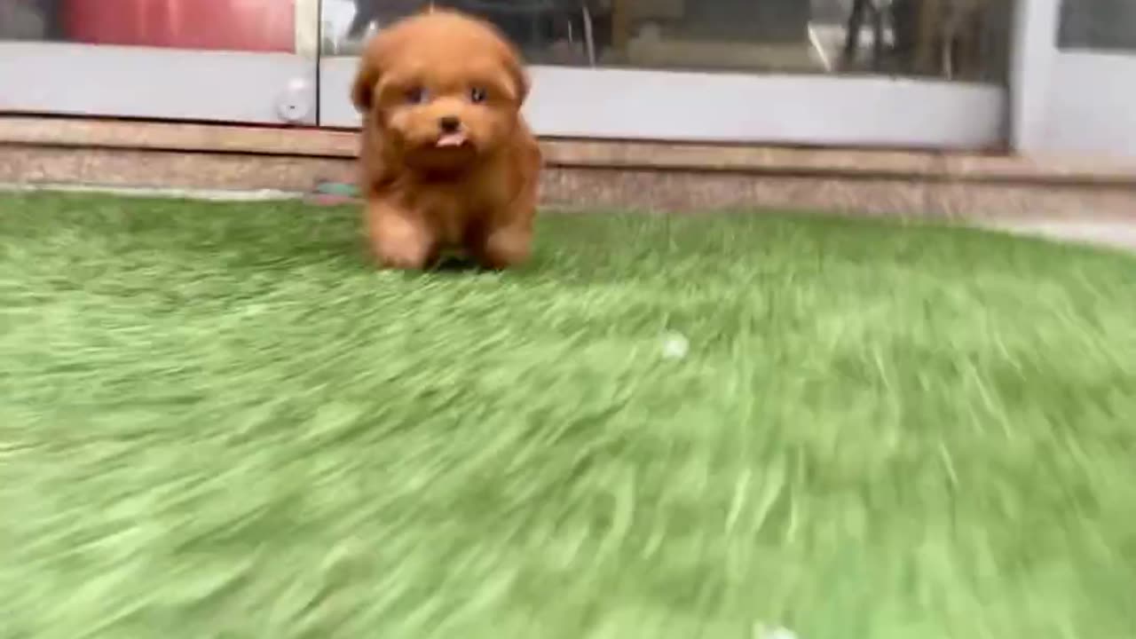 Baby Puppy Running