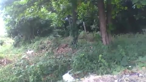 A big forest in the middle of the street, with lots of garbage around and rubble [Nature & Animals]